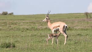 Tanzanie, la nature à l'état sauvage — foto 1