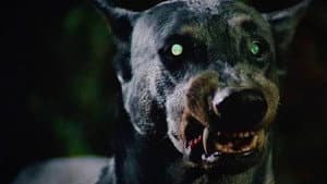 El perro diabólico — foto 3