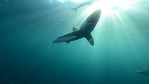 Britain's Whales and Sharks — foto 3