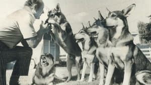 The Littlest Hobo — foto 2