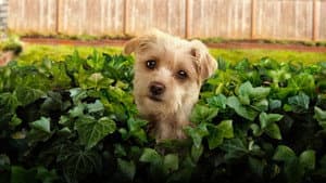 Perritos en busca de hogar — foto 12