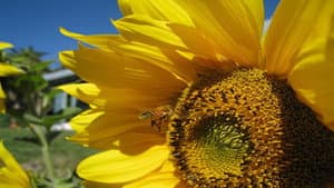 Queen of the Sun: What Are the Bees Telling Us?‎ — foto 2