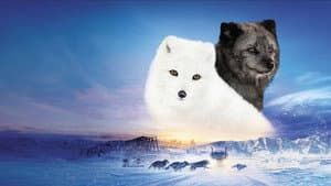 Kina & Yuk : Renards de la banquise — foto 5
