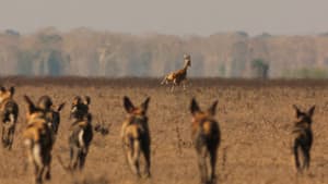 Return of the Predators — foto 4
