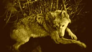 Wolf Blood — foto 2