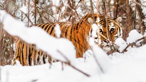 Tigres salvajes de Rusia (Russia’s Wild Tiger) — foto 3