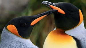 The Penguin King — foto 1