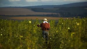 O Plantador de Quiabos — foto 1