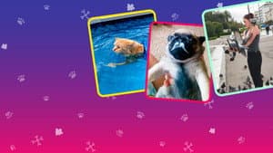 Los Vídeos Más Divertidos: Especial Animales — foto 7