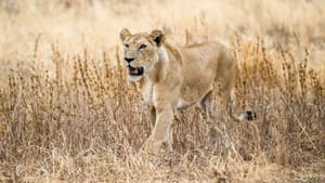 The Last Lions — foto 2
