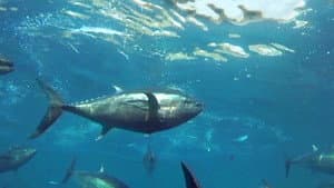 Cultivating the Seas: History and Future of the Full-Cycle Cultured Kindai Tuna — foto 2