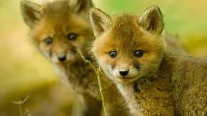 Wildlife SOS — foto 1