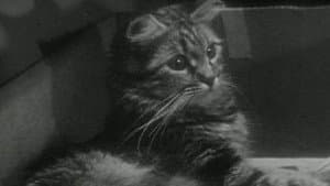 The Private Life of a Cat — foto 2