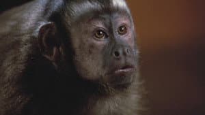 Atracción diabólica (Monkey Shines) — foto 7
