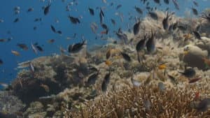 A Deeper Dive with David Attenborough — foto 7