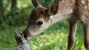 Bambi: Una Aventura en el Bosque — foto 2
