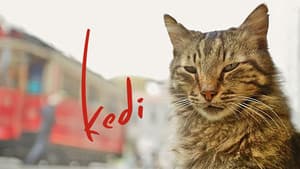 Kedi (Gatos de Estambul) — foto 5