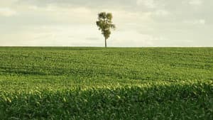 In Pursuit of Silence — foto 1