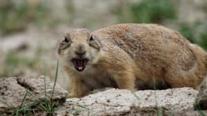 The Wild West: A Prairie Dog's Life — foto 1