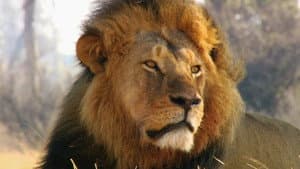 Cecil: The Legacy of a King — foto 3