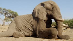 Africa's Giant Killers — foto 3