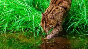 Thailand's Wild Cats — foto 2