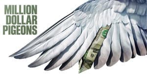Million Dollar Pigeons — foto 5