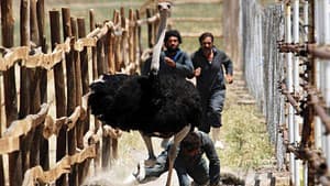 آواز گنجشک‌ها — foto 12