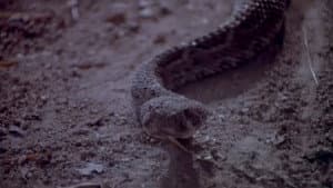 Rattlers — foto 1