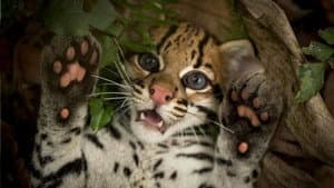 Wildcat — foto 8