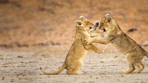 Game of Lions — foto 1