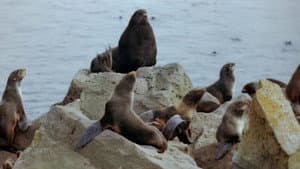 Seal Island — foto 1