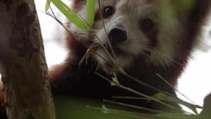 Red Panda: World's Cutest Animal — foto 5