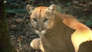 Shokee, the Everglades Panther — foto 1