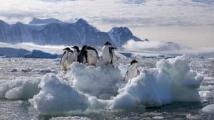 Los pinguinos — foto 8