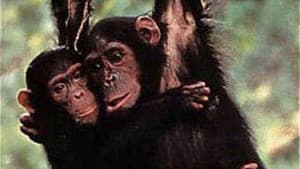 Among the Wild Chimpanzees — foto 1