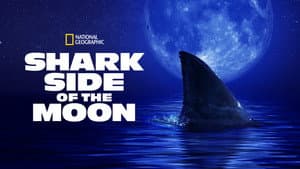 Shark Side of the Moon — foto 5