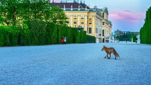 Wild Vienna — foto 1