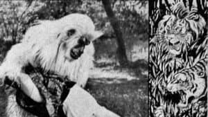 The White Gorilla — foto 1