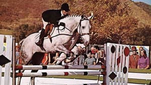 The Horse in the Gray Flannel Suit — foto 5
