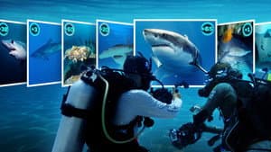 All the Sharks — foto 2