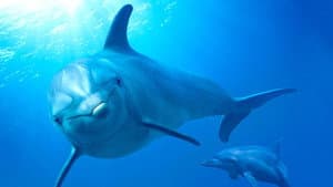 Arrecifes de delfines — foto 2