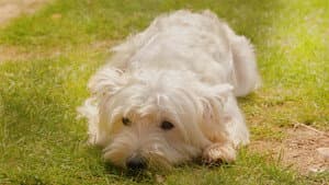 Summer quiere descansar — foto 6