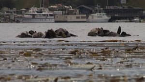No Otter Zone — foto 1