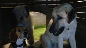 Como Perros y Gatos — foto 6