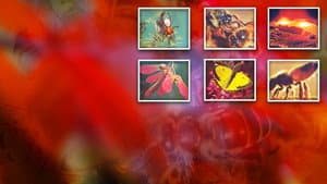 Secrets of Life — foto 2