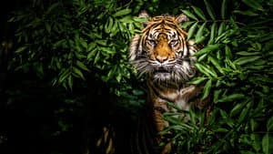Thailand's Wild Cats — foto 1