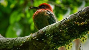 Wild Peru: Andes Battleground — foto 4
