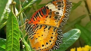 Devenir papillon — foto 1