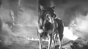 Clash of the Wolves — foto 3